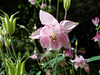 gdn - all pink aquilegia