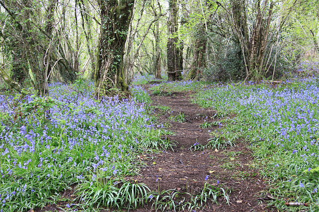 Bluebell Walk