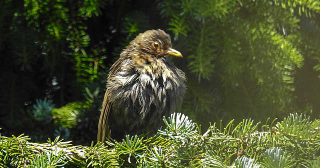 20210619 1006CPw [D~LIP] Singdrossel (Turdus philomelos) [JV], Bad Salzuflen