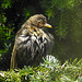 20210619 1006CPw [D~LIP] Singdrossel (Turdus philomelos) [JV], Bad Salzuflen