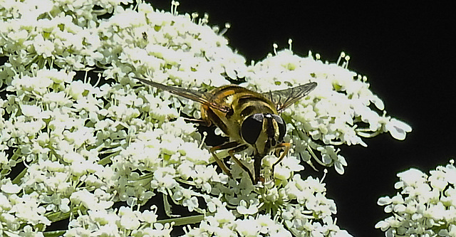 20210726 2008CPw [D~LIP] Totenkopf-Schwebfliege (Myathropa florea), Bad Salzuflen