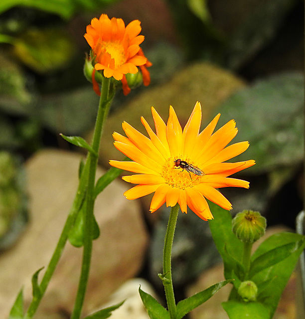 20210830 2612CPw [D~LIP] Ringelblume (Calendula officinalis), Insekt, Bad Salzuflen