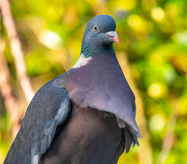 Wood pigeon