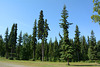 Alaskan Northern Forest