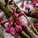 20220315 0383CPw [D~LIP] Japanische Blütenkirsche (Prunus serrulata), Bad Salzuflen