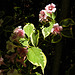 20220522 1093CPw [D~LIP] Glockenstrauch (Weigela florida 'Nana Verigata'), Bad Salzuflen