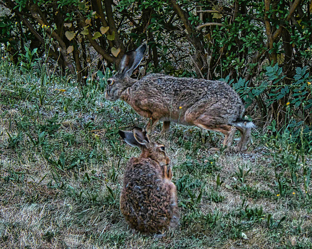 Feldhasen Duo