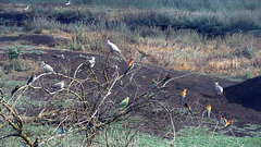 Early birds in lake Hule, with a disappearing fox and two PIP. Early birds in lake Hule, with a disappearing fox and two PIP.