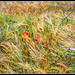 Poppies and cornflowers in the wheat