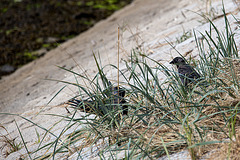 20140907 4861VRAw [NL] Dohle (Corvus monedula), Terschelling