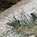 20140907 4861VRAw [NL] Dohle (Corvus monedula), Terschelling