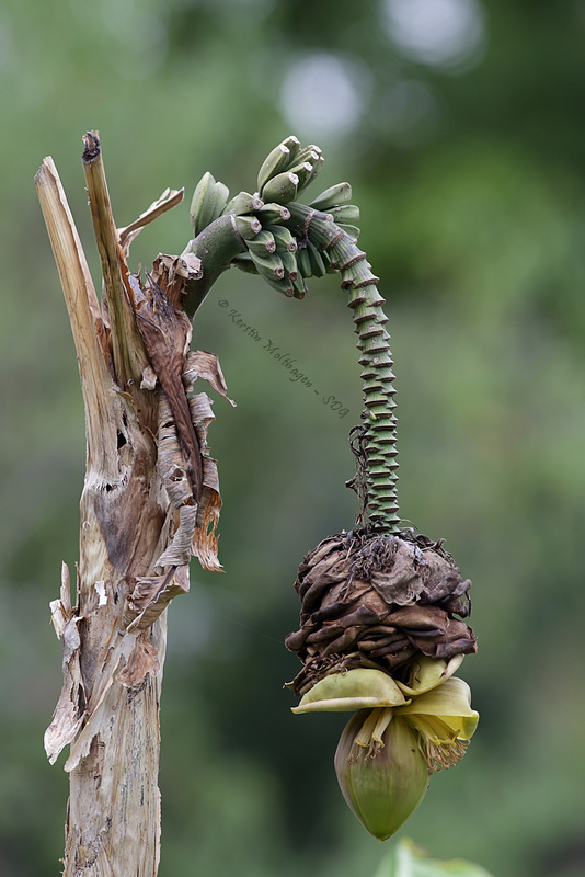 Babybananen (Zoo Heidelberg)