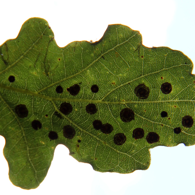 oak leaf galls