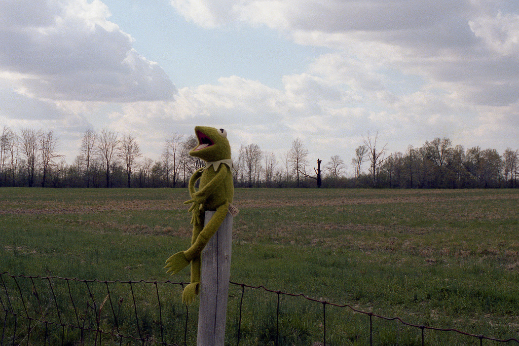 Frog On A Post