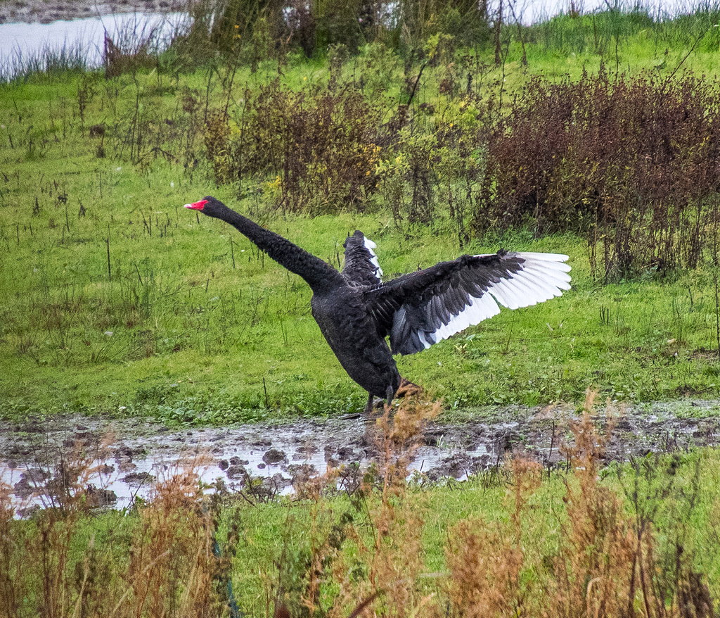 Black swan.5jpg