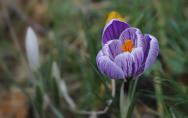 Crocus 2