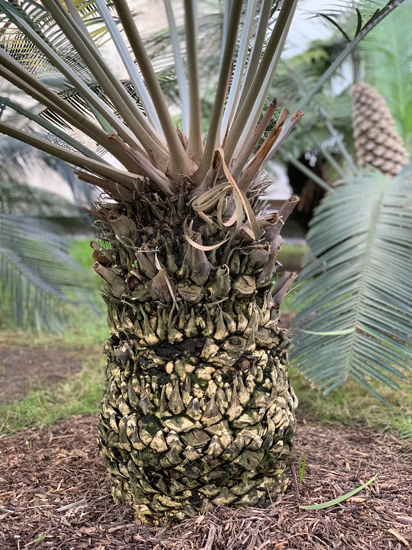 landscaping detail - Los Angeles County Museum of Art