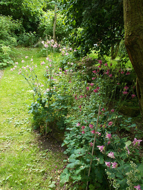 gdn - wide view ; three aquilegia plants