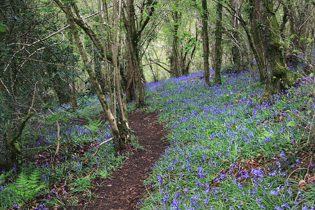 Bluebell Walk