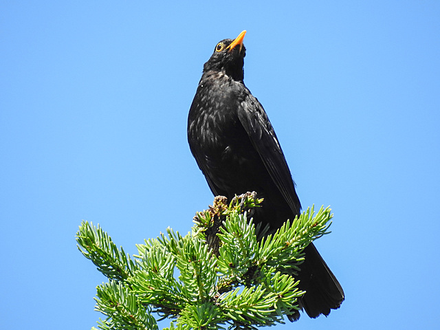 20210619 1007CPw [D~LIP] Felsengebirgs-Tanne (Abies lasiocarpa), Amsel (Turdus merula) [m], [Schwarzdrossel], Bad Salzuflen