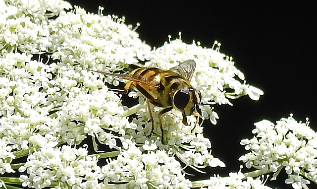 20210726 2009CPw [D~LIP] Totenkopf-Schwebfliege (Myathropa florea), Bad Salzuflen
