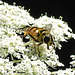 20210726 2009CPw [D~LIP] Totenkopf-Schwebfliege (Myathropa florea), Bad Salzuflen