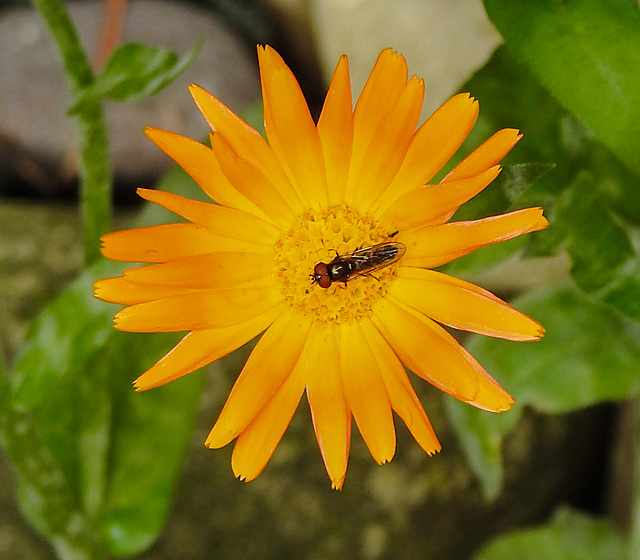 20210830 2614CPw [D~LIP] Ringelblume (Calendula officinalis), Insekt, Bad Salzuflen