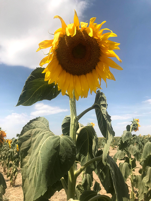 Sunflower