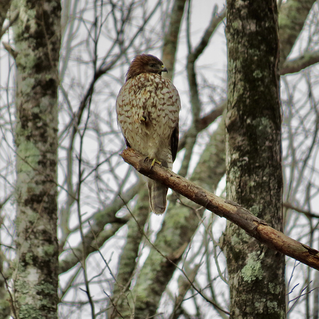 Northern harrier (Circus cyaneus) ?