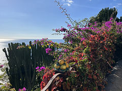 Lush vegetation and a fence.