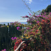 Lush vegetation and a fence.