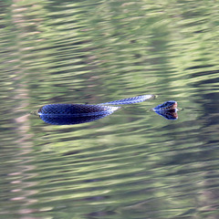 Water snake swimming in the pond