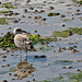20140907 4860VRAw [NL] Silbermöwe (Larus argentatus), Terschelling