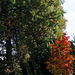 Käpfnach im Herbst (© Buelipix)