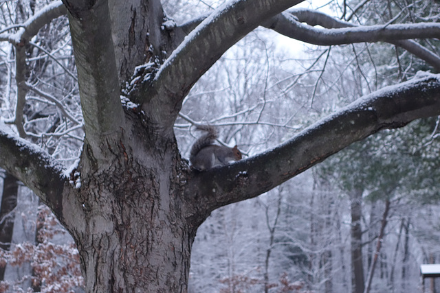 Squirrel enjoying the snow