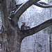 Squirrel enjoying the snow