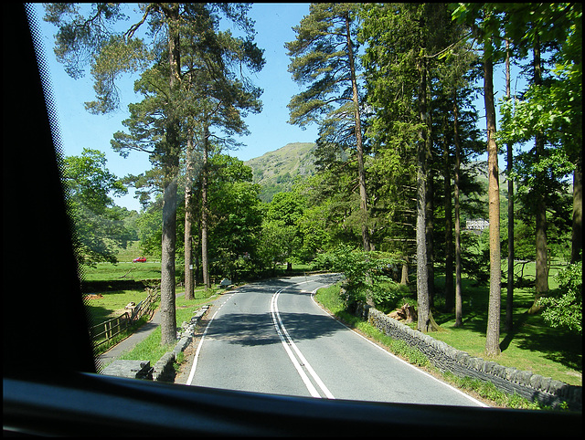 bussing through the pines