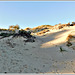 Dunes derrière le  village vacances Stella Maris