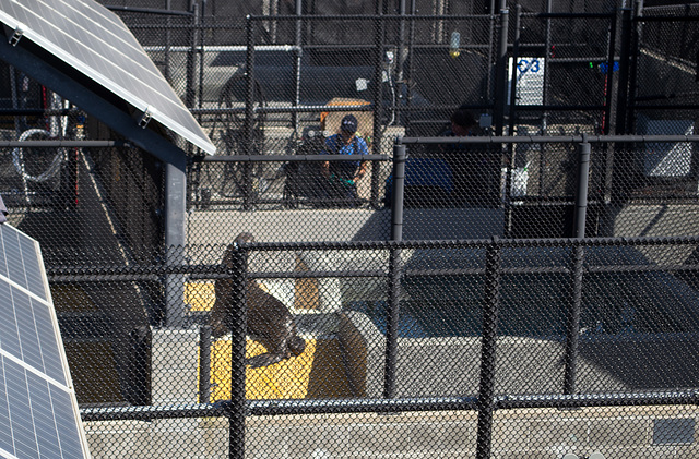 Marin -- The Marine Mammal Center (#0095)