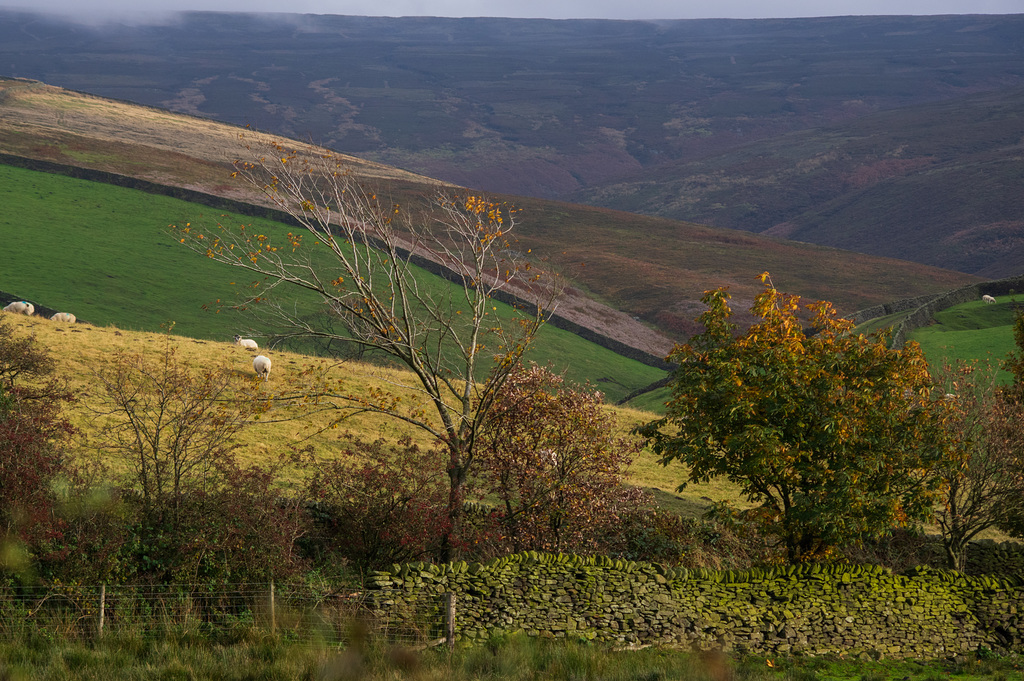 Autumn Views: Bray Clough