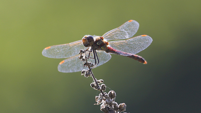 Sympetrum