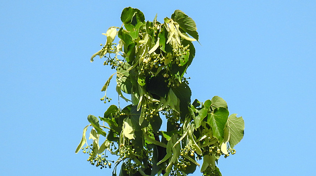 20210619 1008CPw [D~LIP] Winter-Linde (Tilia cordata), Bad Salzuflen
