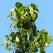 20210619 1008CPw [D~LIP] Winter-Linde (Tilia cordata), Bad Salzuflen