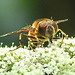 20210726 2013CPw [D~LIP] Totenkopf-Schwebfliege (Myathropa florea), Bad Salzuflen