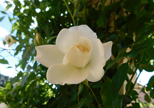 Une rose blanche pour tous ceux qui souffrent***************