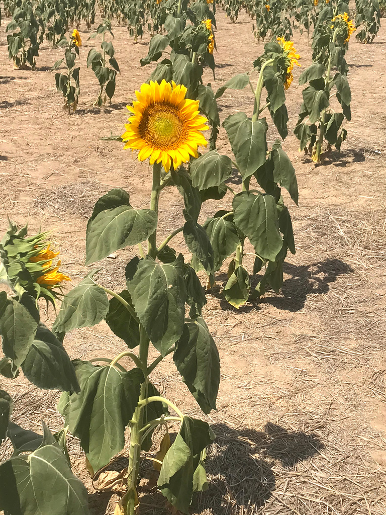 Sunflower