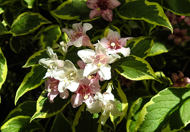 20220522 1095CPw [D~LIP] Glockenstrauch (Weigela florida 'Nana Verigata'), Bad Salzuflen