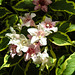 20220522 1095CPw [D~LIP] Glockenstrauch (Weigela florida 'Nana Verigata'), Bad Salzuflen