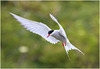 EF7A4637 Arctic Tern