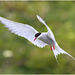 EF7A4637 Arctic Tern